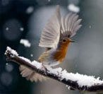 bird in the snow