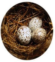 birds nest with eggs