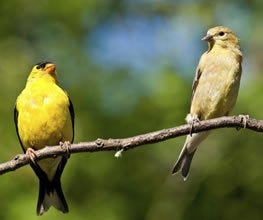 Guide to Attracting Songbirds