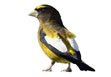 Evening Grosbeak