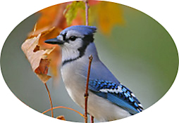 Fall Bird feeding Tips