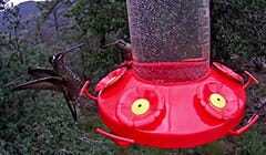 Perky-Pet Hummingbird Feeder Cam