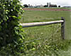 fence and weeds