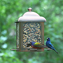 Painted Bunting Indigo Bunting