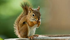 Squirrel Resistant Feeders
