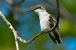 Ruby-Throated Hummingbird female