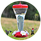 Ruby-Throated Hummingbird