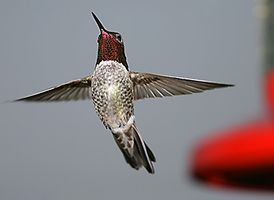 Anna's Hummingbird Migration