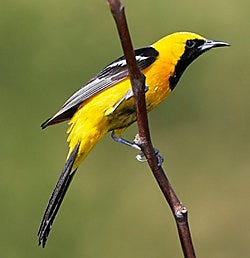 Hooded Oriole migration