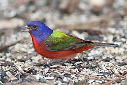 Painted Bunting migration