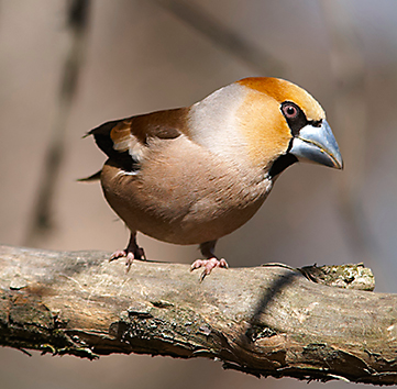 Pine Grosbeak Migration