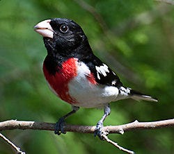 Rose-breasted Grosbeak migration