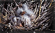 Nest