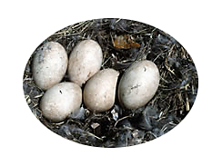 Nest with Eggs