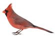 Northern Cardinal