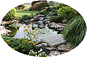 pond with shrubbery