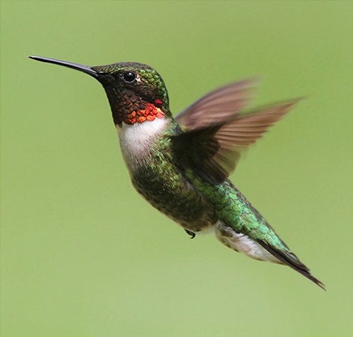 Ruby-Throated Hummingbird