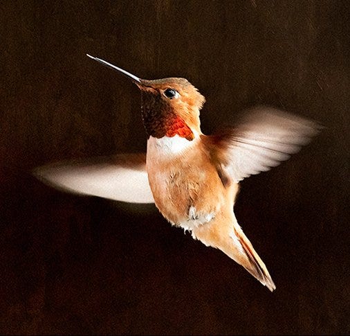 Rufous Hummingbird