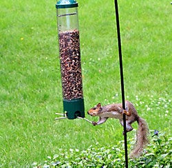 Anti-squirrel feeder