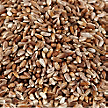 safflower seed