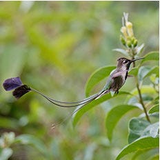 Spatuletail Hummingbird