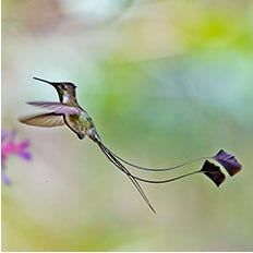 Spatuletail Hummingbird