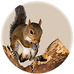 Squirrel Proofing, Types of Feeders