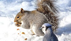 What to Feed Squirrels