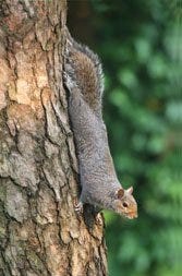 All About Squirrels, Behaviors