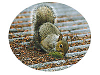 All About Squirrels, Behaviors