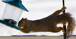 All About Squirrels, Feeding