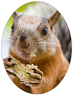 All About Squirrels, Feeding