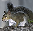 squirrel crawling on branch