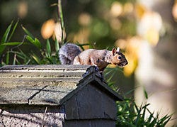 Squirrels jump on feeder Squirrels are amazing athletes