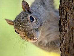 squirrel on tree