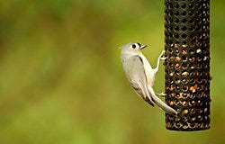 Tufted Titmouse