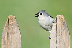 Tufted Titmouse on a Fence