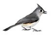 Tufted Titmouse