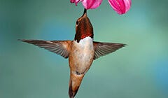 5 Easy Ways to Protect Your Hummingbirds