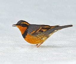 Varied Thrush