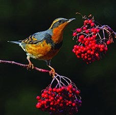 Varied Thrush Eating Berries