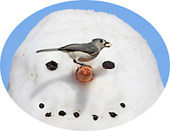 Winter Bird feeding Tips