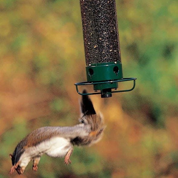 Squirrel-Proof Feeders