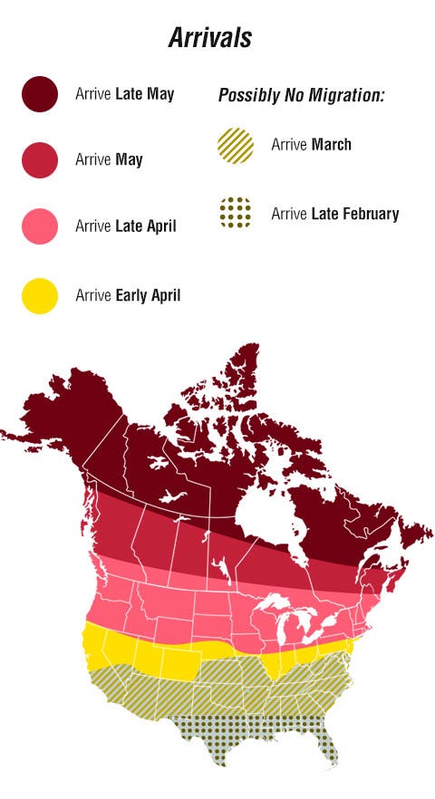 Bird Migration Arrival Times