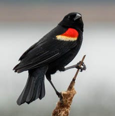 Red-Winged Blackbird Migration