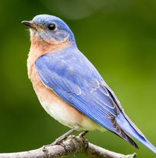 Bluebird Migration