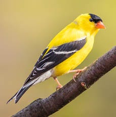 Goldfinch Migration