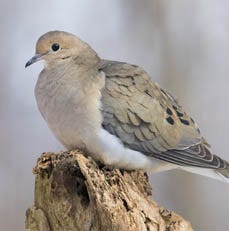 Mourning Dove Migration