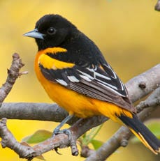Oriole Migration