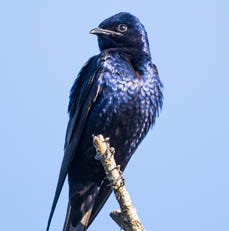 Purple Martin Migration